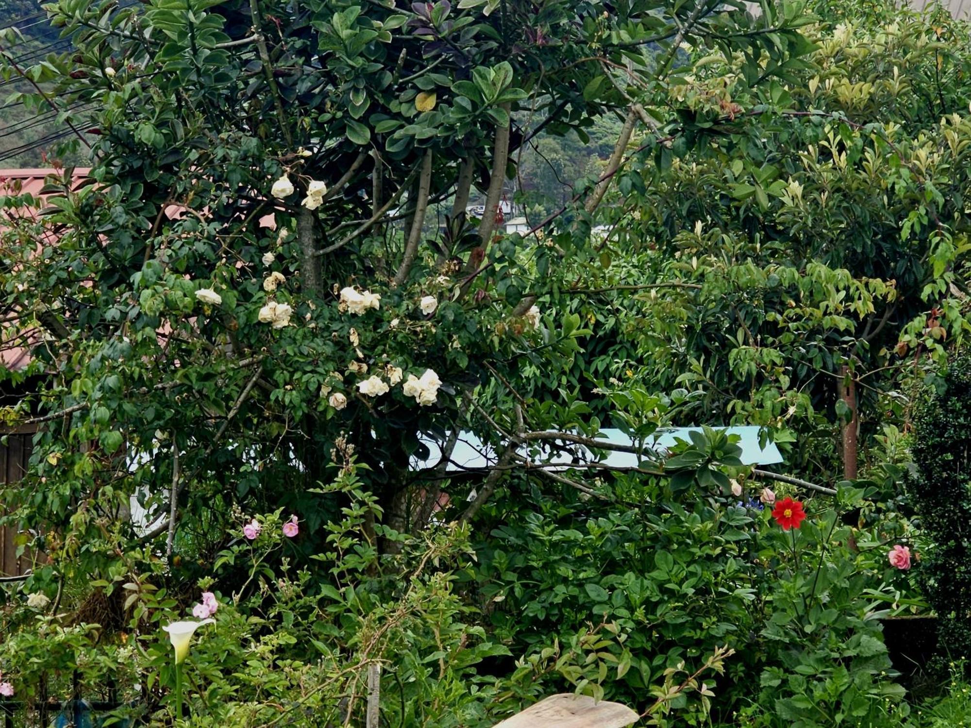 Auberge de jeunesse Haven Backpackers à Nuwara Eliya Extérieur photo